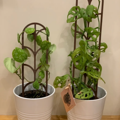 Support de plante modulaire