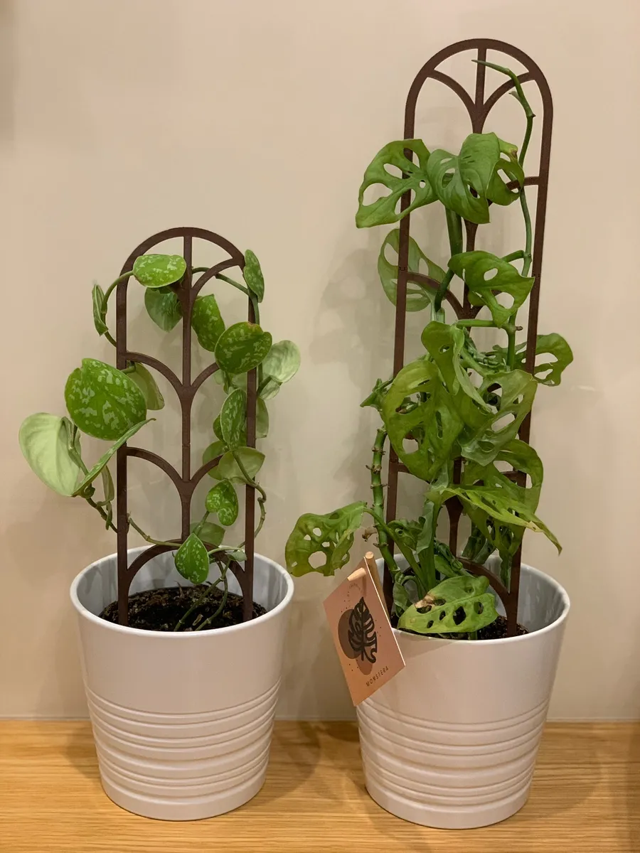 Support de plante modulaire