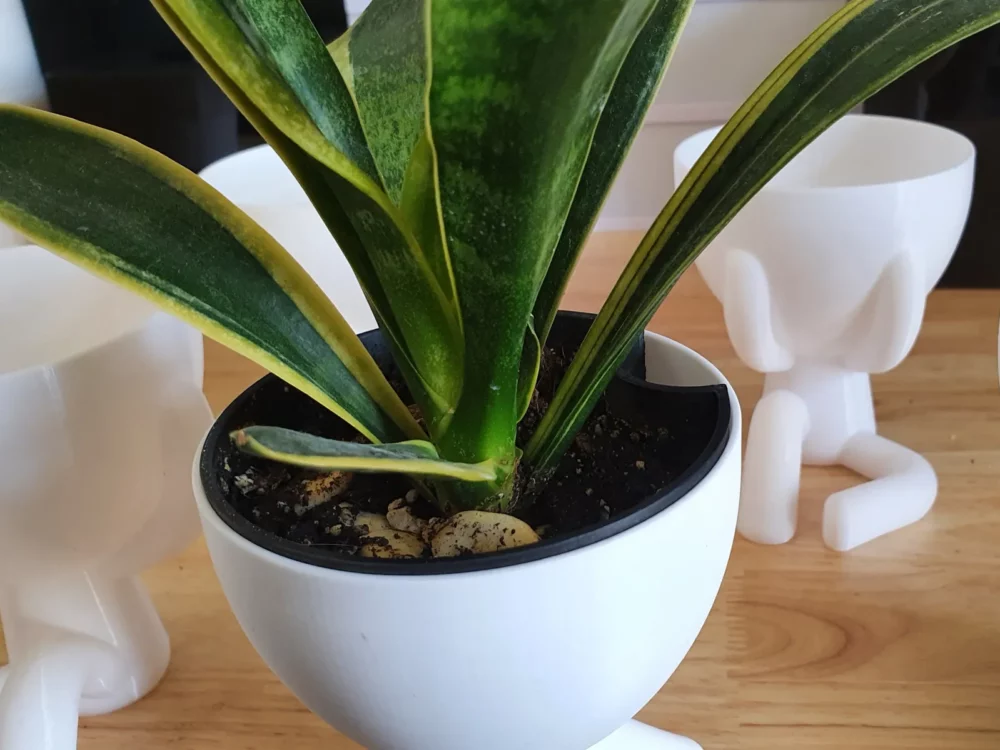 Pot plante