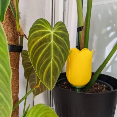 Bulle d'arrosage des plantes