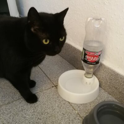 Bol d’Eau en Bouteille PET pour Chiens & Chats