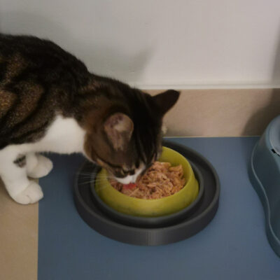 Gamelle pour animaux