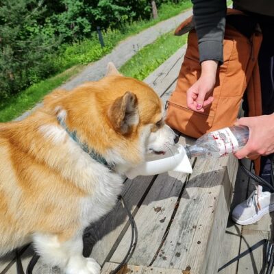 Gamelle anti-éclaboussures pour animaux